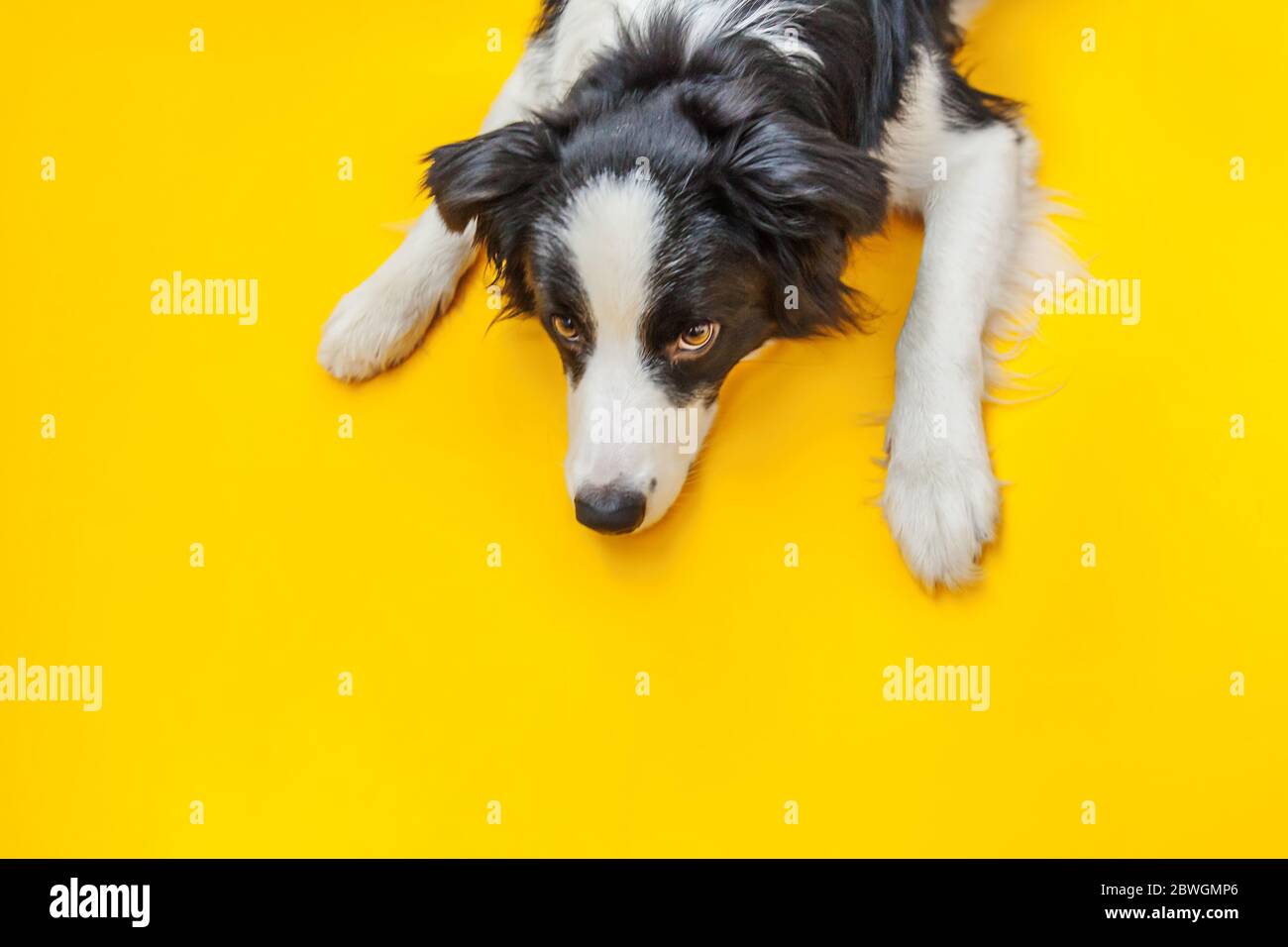 Funny Studio Portrait Of Cute Smilling Puppy Dog Border Collie
