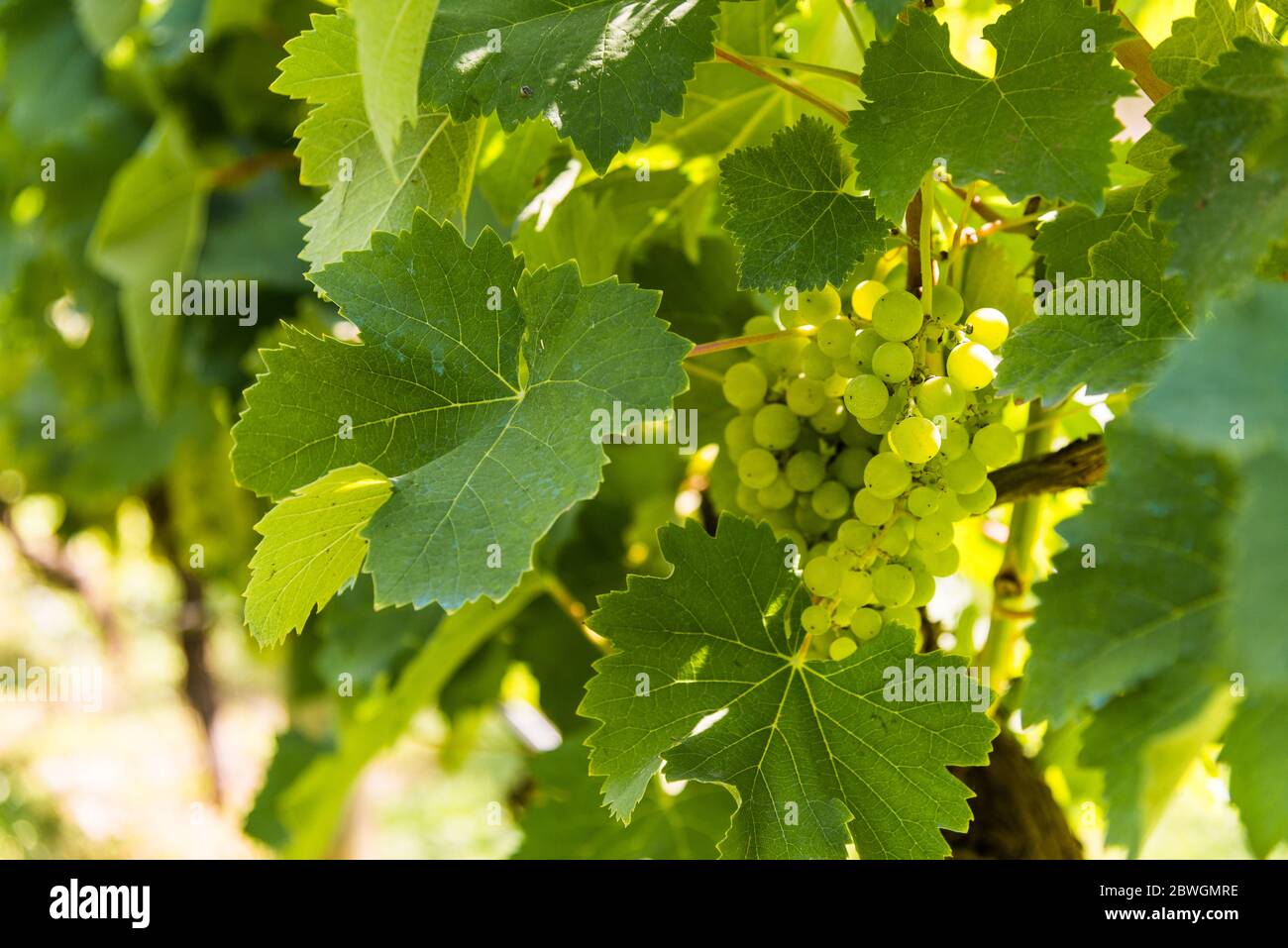 White grapes on a vine in a vineyard in Mendoza on a sunny day. Stock Photo