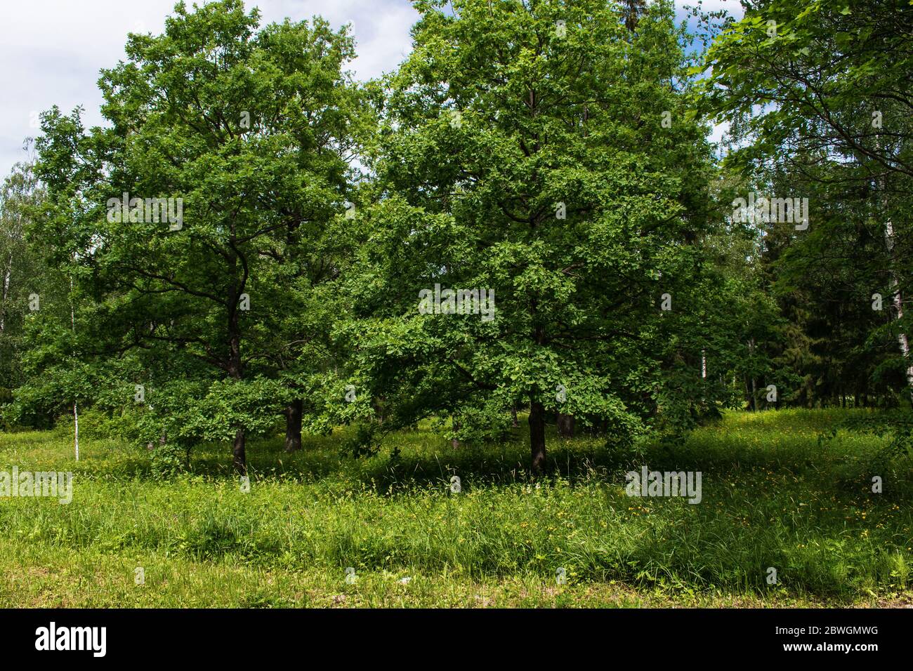 In a flowering meadow in the park, two old oaks with lush crowns grow on a sunny day in summer Stock Photo