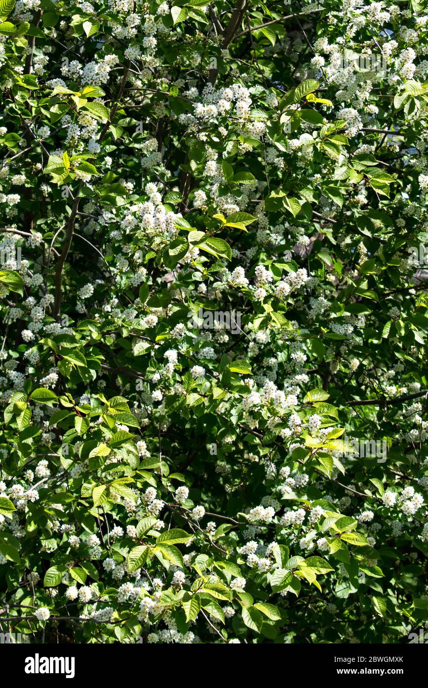 Blooming bird cherry tree in spring in sunny weather close-up Stock Photo