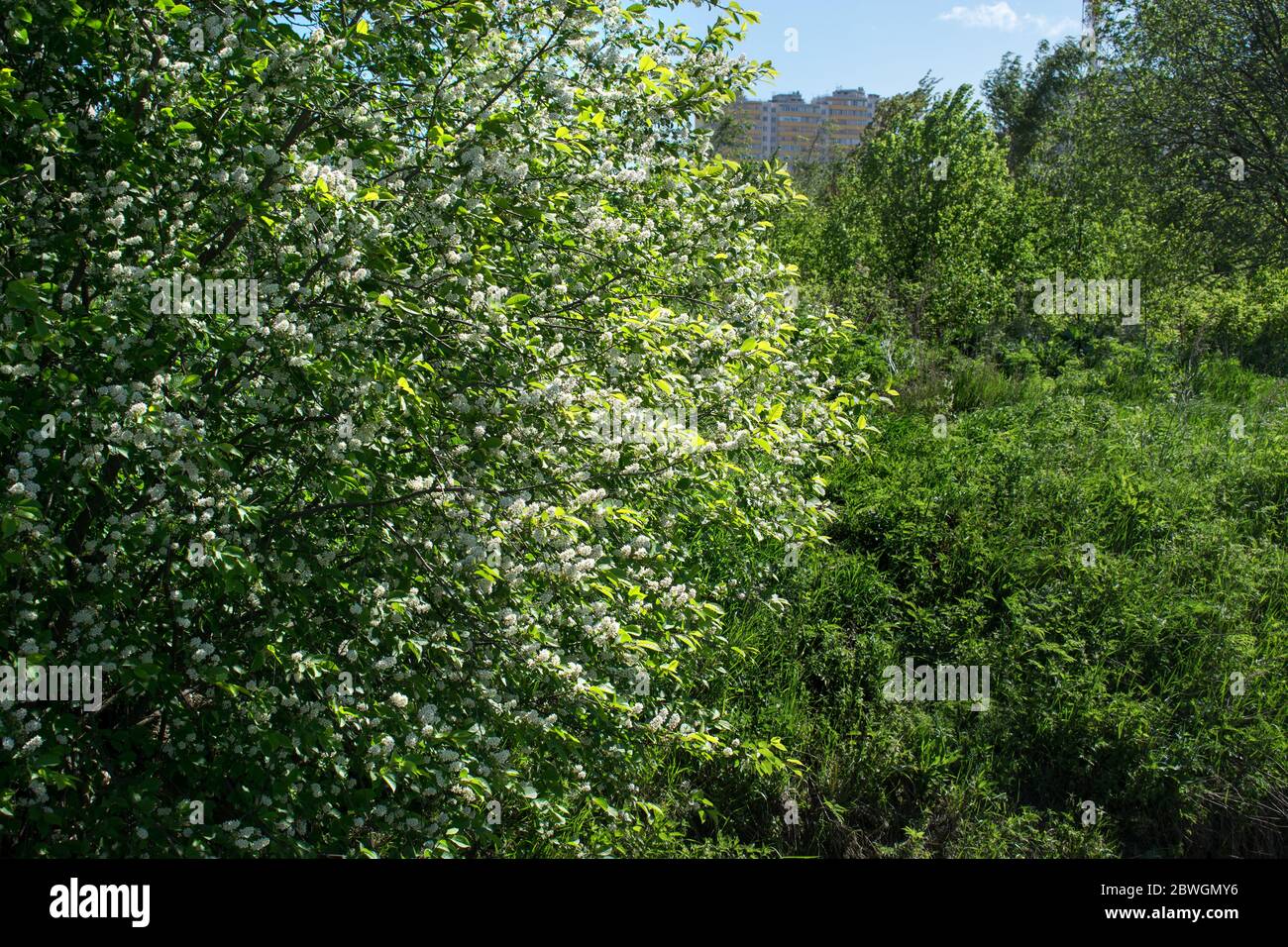 Blooming bird cherry tree in spring in sunny weather close-up on a background of green field and trees in the background Stock Photo
