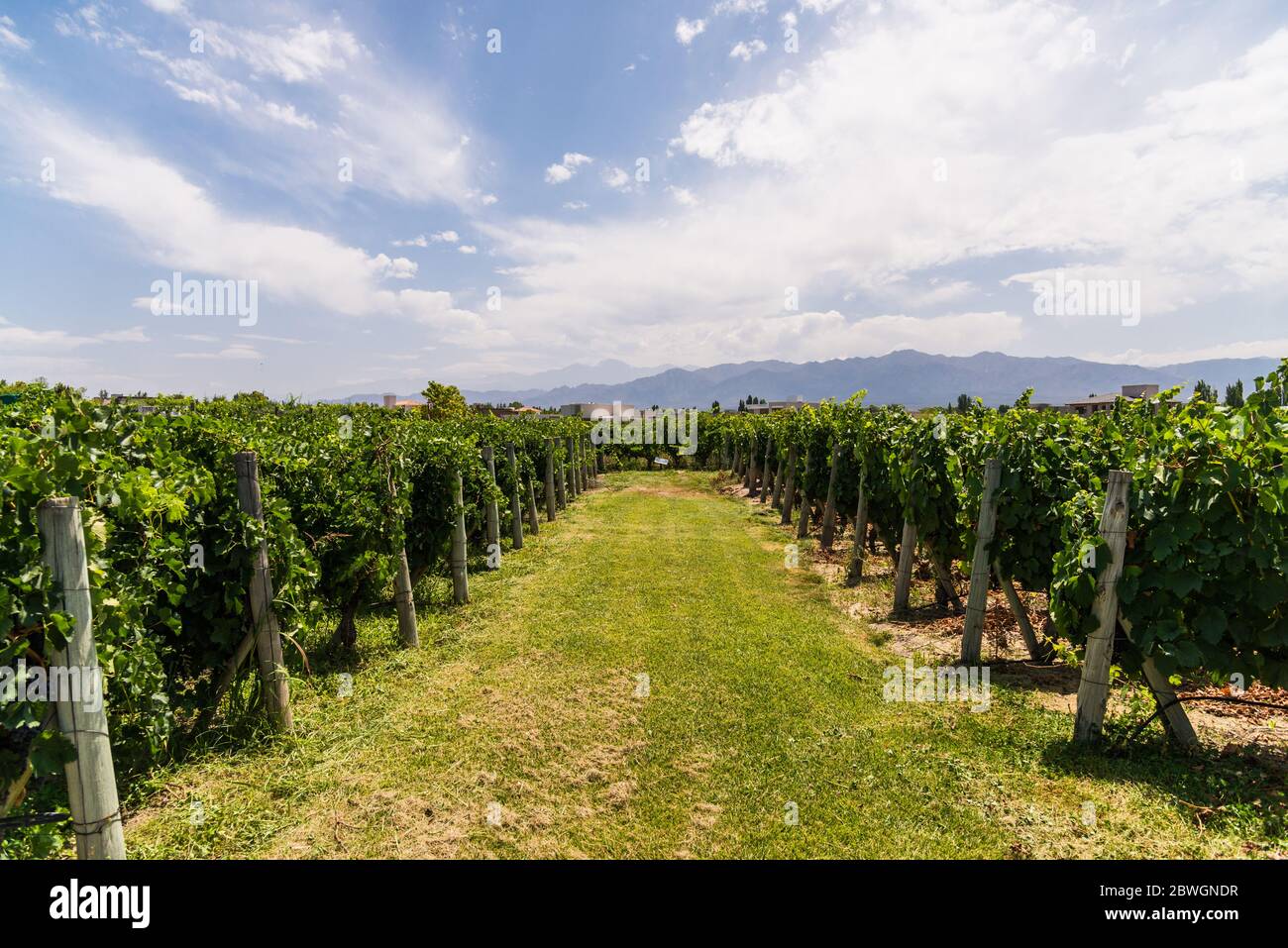Vine plants in a vineyard in Mendoza on a sunny day with blue sky. Stock Photo