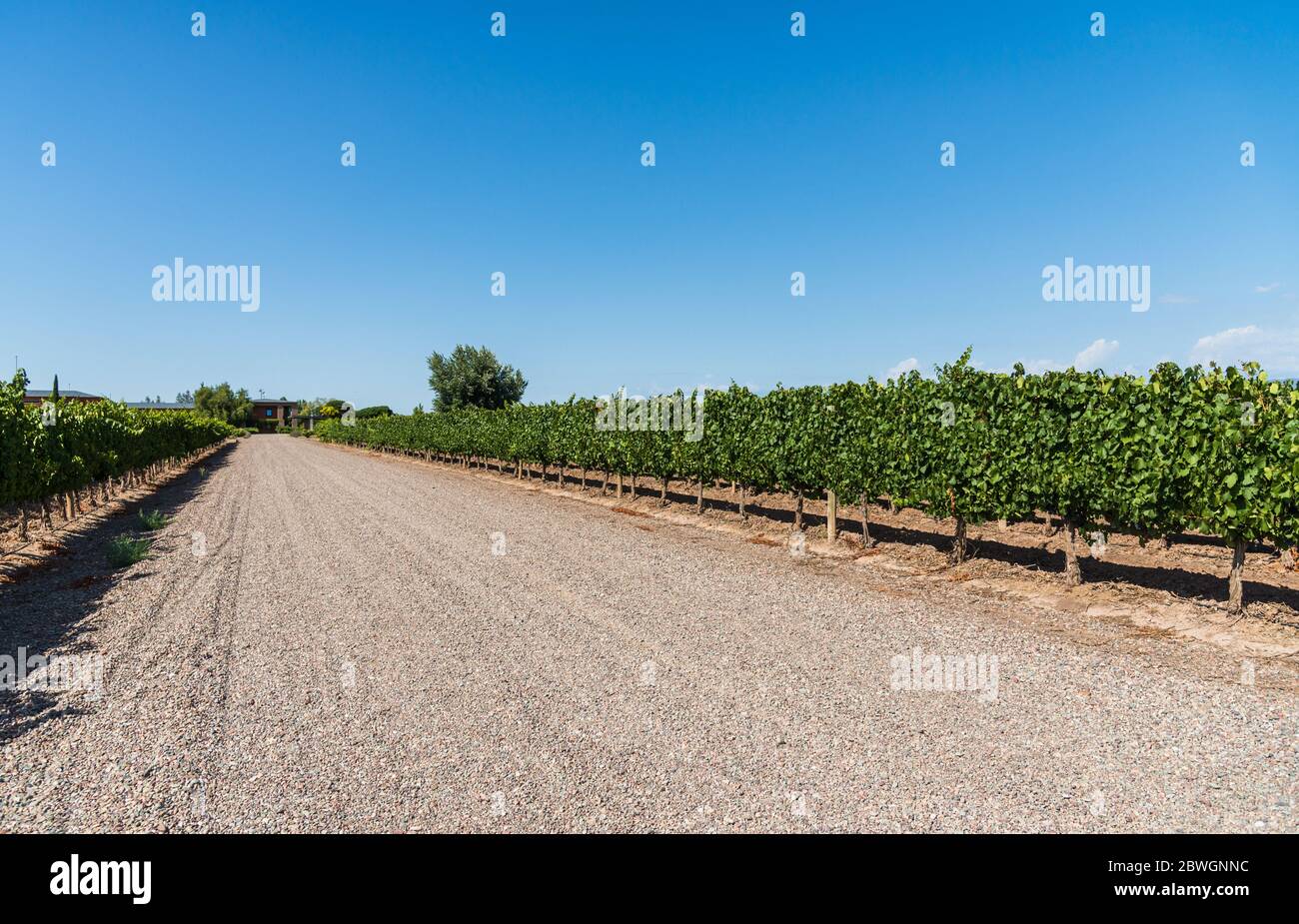 Vine plants in a vineyard in Mendoza on a sunny day with blue sky. Stock Photo