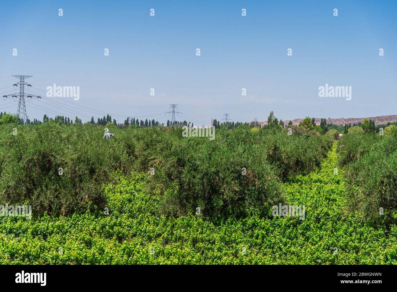 View at vine plants and olive trees in a vineyard in Mendoza, Argentina. Stock Photo