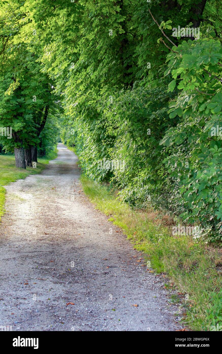 Forest road of gravel with green trees Stock Photo