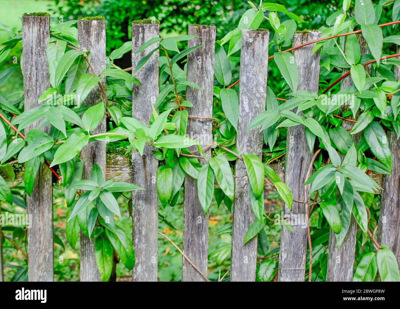 Old wooden fence shrub hi-res stock photography and images - Alamy