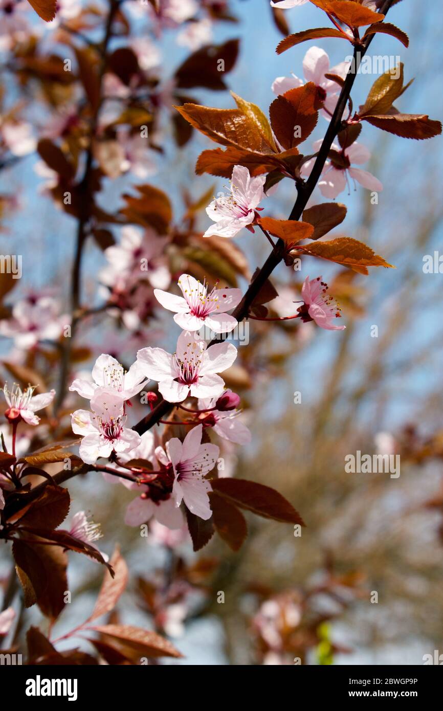 Branch of an ornamental cherry blossoms in pink and red Stock Photo