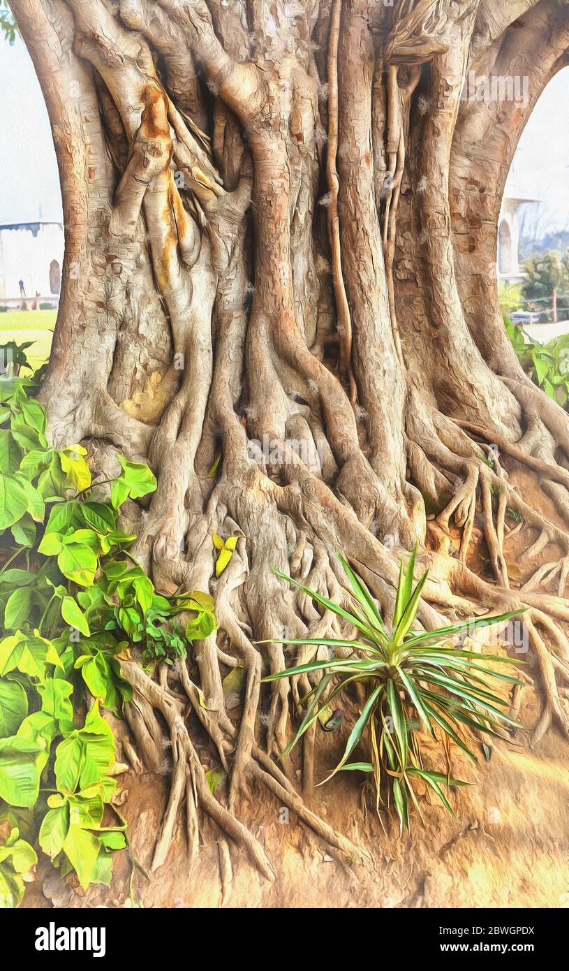 Sacred fig, bodhi tree, Ficus religiosa colorful painting, Delhi, India