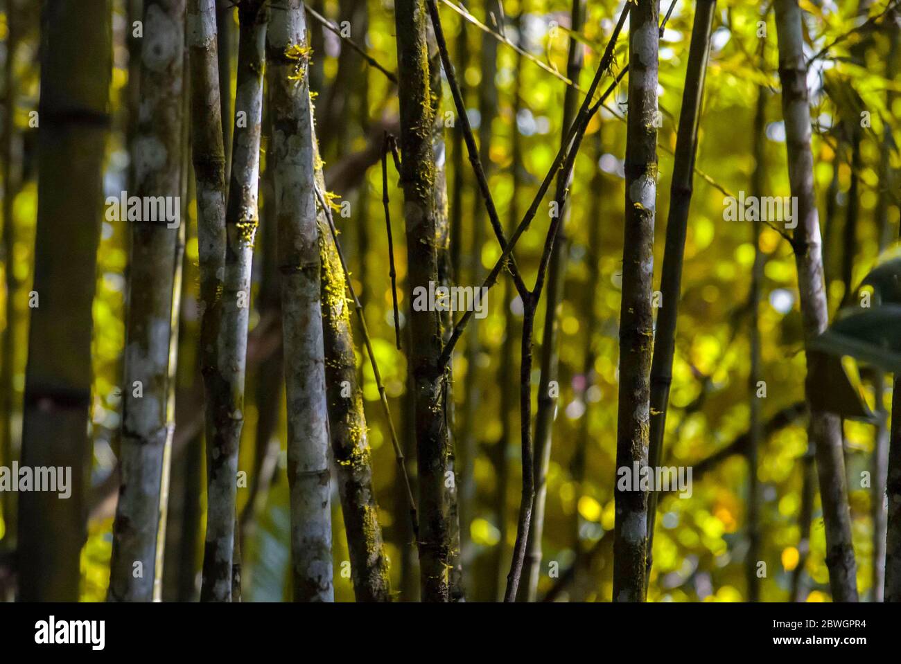 Bamboos tree forest in Mindo,Ecuador Stock Photo - Alamy