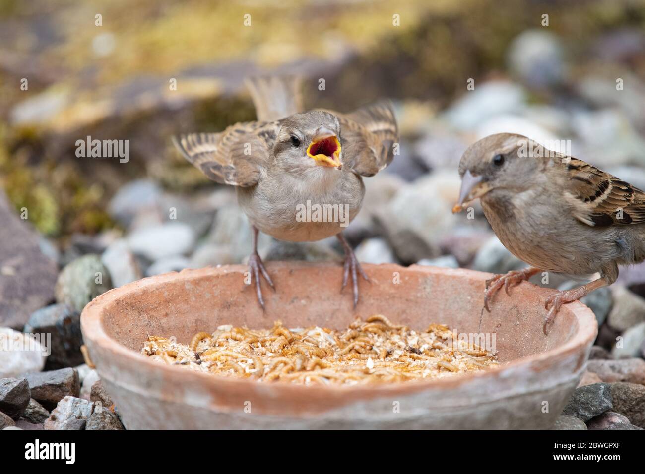 Baby house sparrow (Passer domesticus) standing on a bowl of mealworms begging for food from female - Scotland, UK Stock Photo