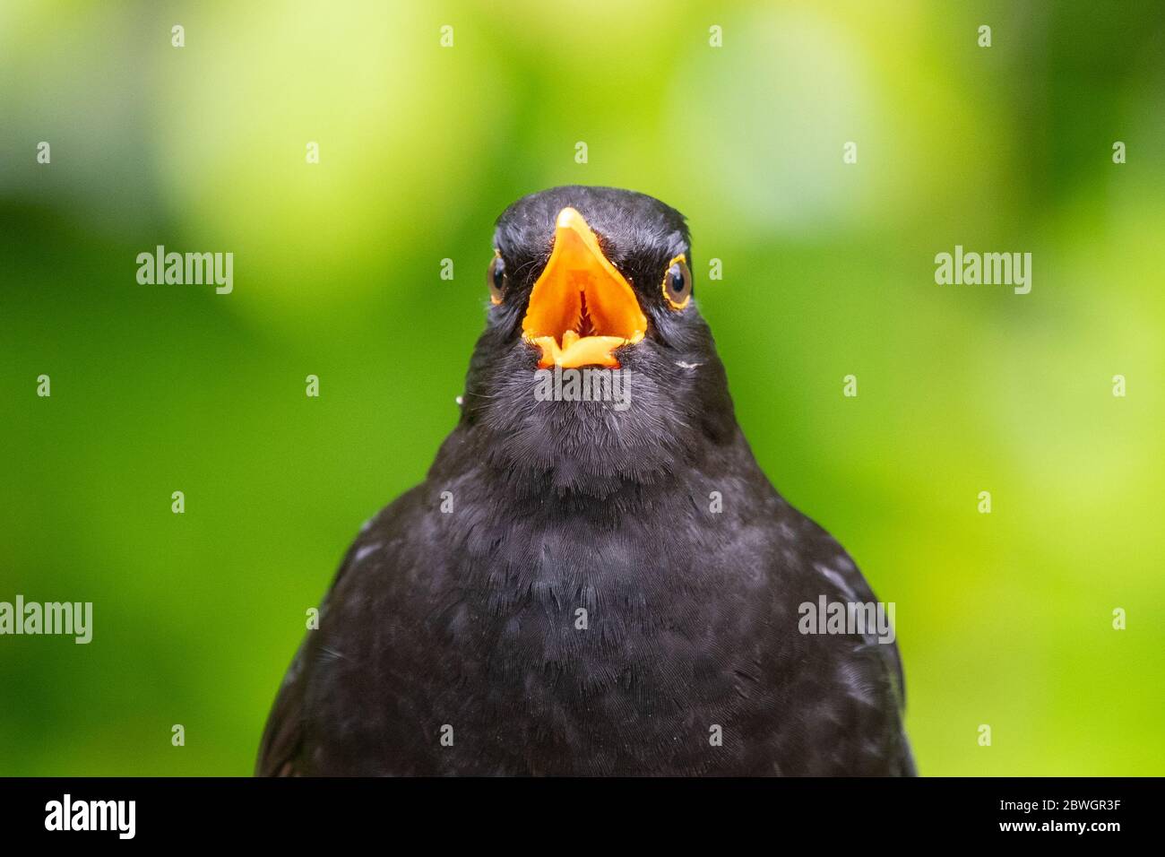 Male blackbird singing (Turdus merula) - UK Stock Photo