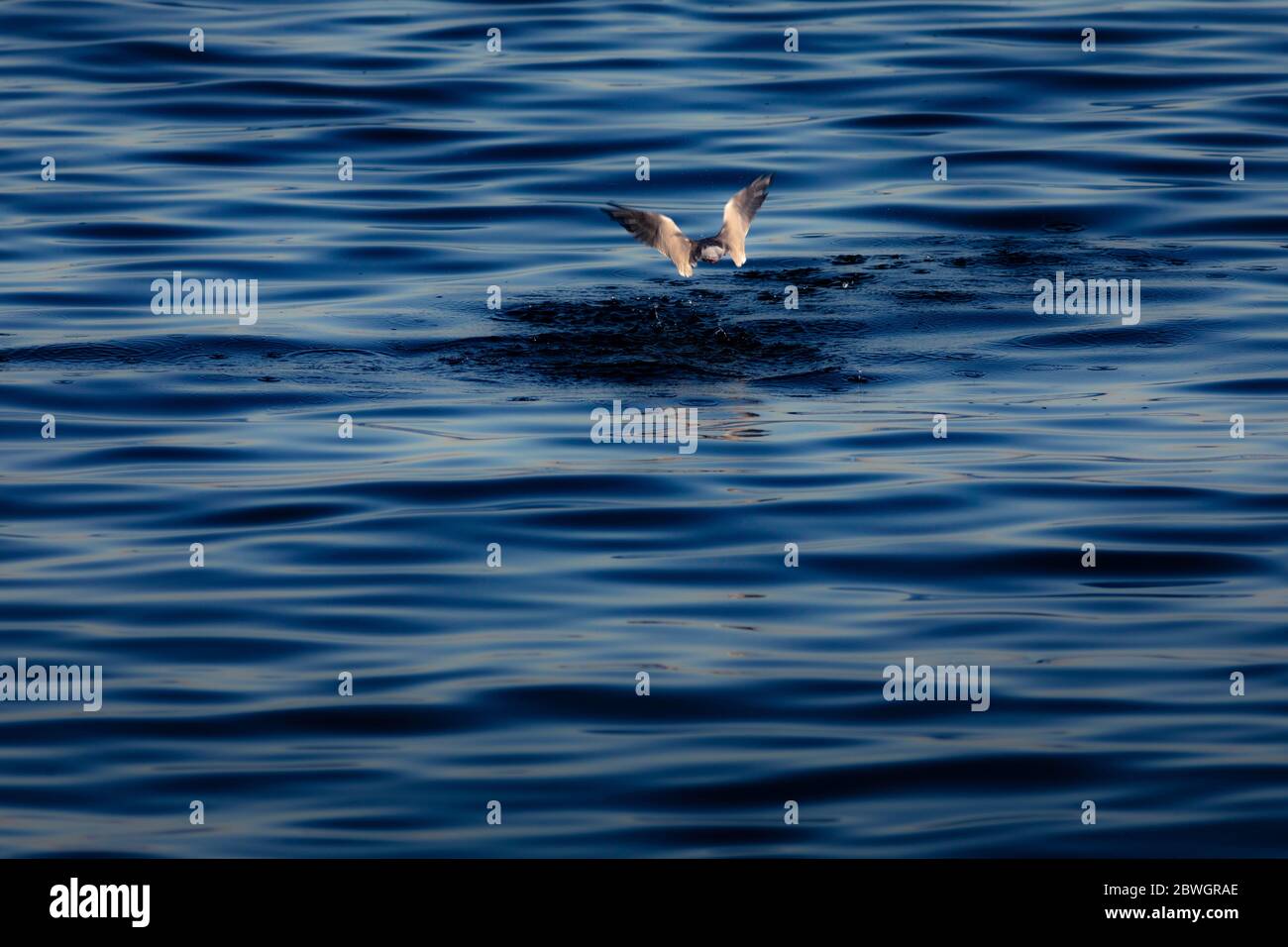 A tern, diving for food in Weymouth Bay, Dorset. Picture date: Wednesday May 20, 2020. Photograph by Christopher Ison © Stock Photo