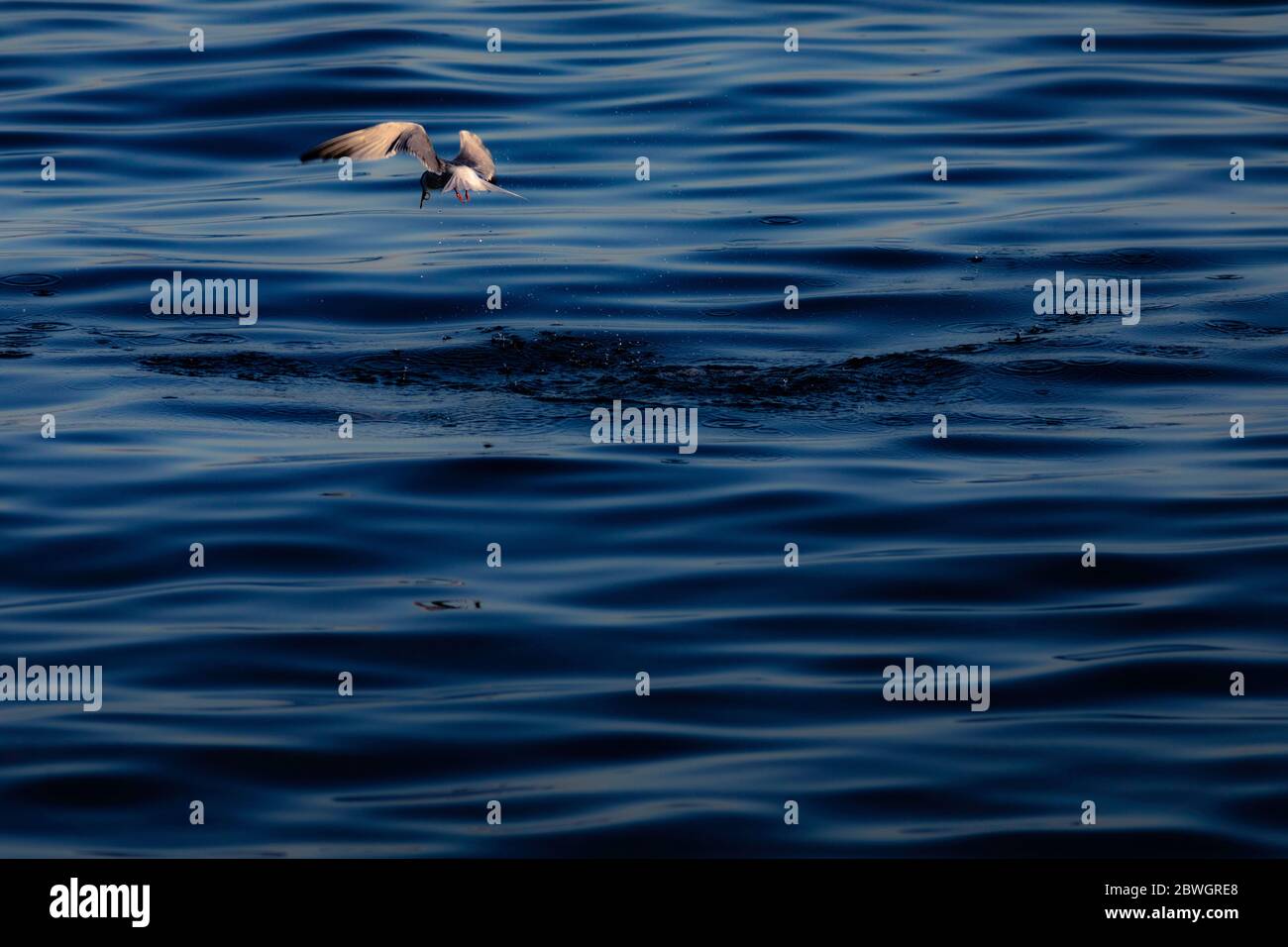 A tern, diving for food in Weymouth Bay, Dorset. Picture date: Wednesday May 20, 2020. Photograph by Christopher Ison © Stock Photo