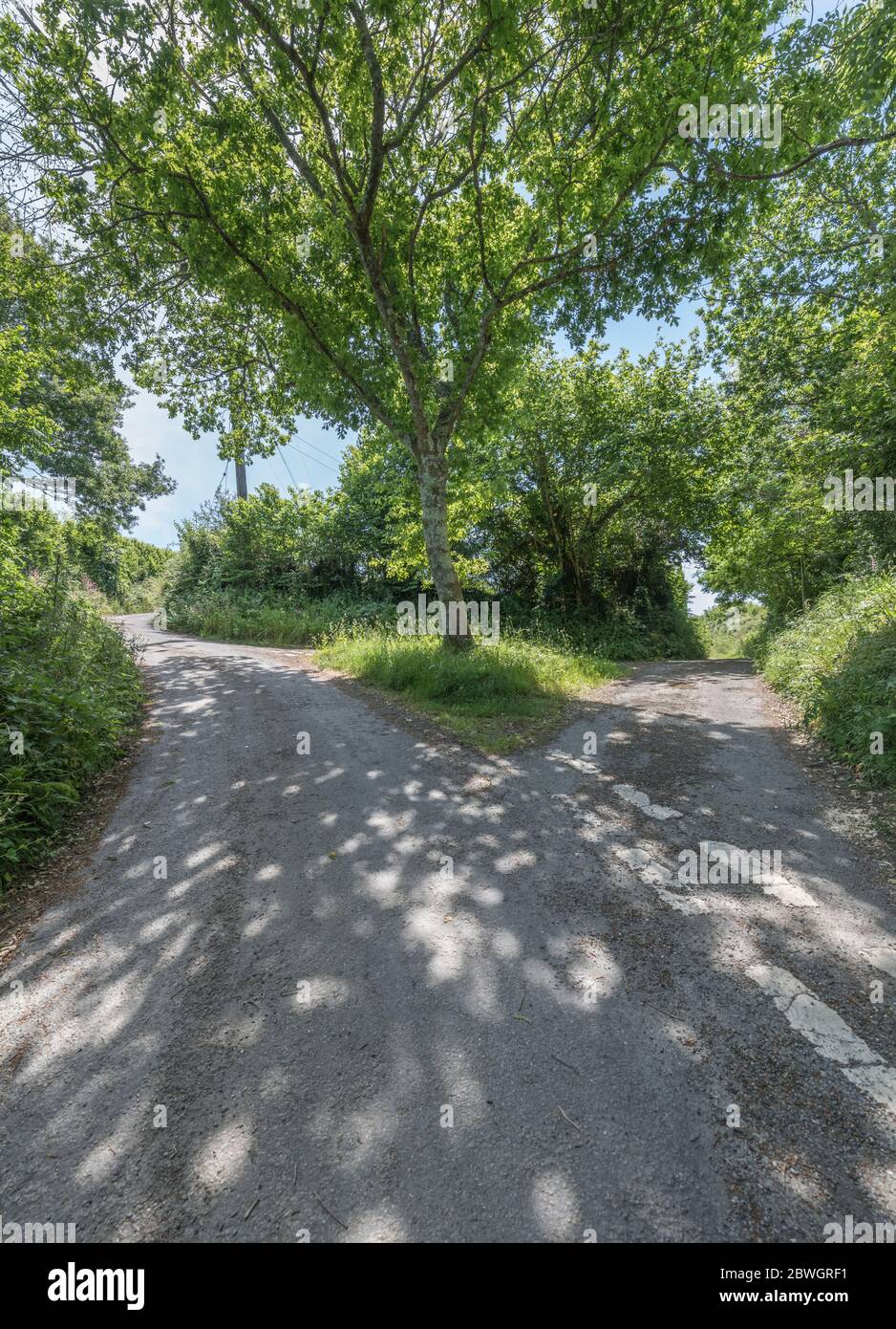 Diverging forking country road in Cornwall, UK. Metaphor route to take, choices, left or right, what lies ahead. Stock Photo