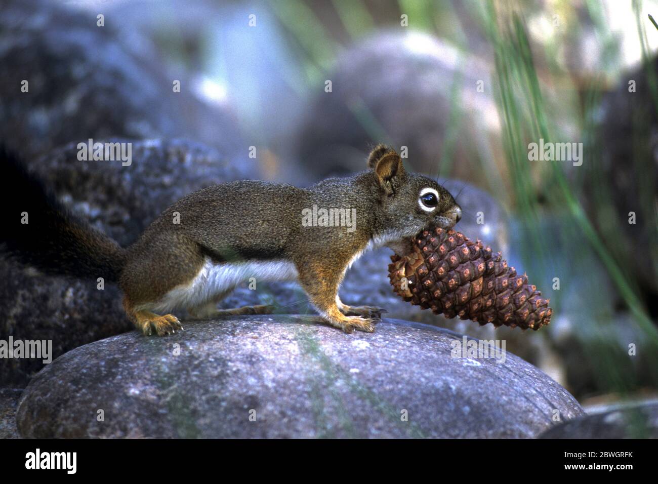 Red squirrel with ponderosa pine cone; Middle Fork of the Salmon River near Loon Creek, Idaho Stock Photo
