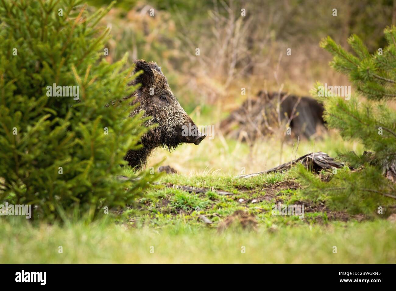 Dreamy wild boar waiting hidden behind the small tree in the spring forest Stock Photo