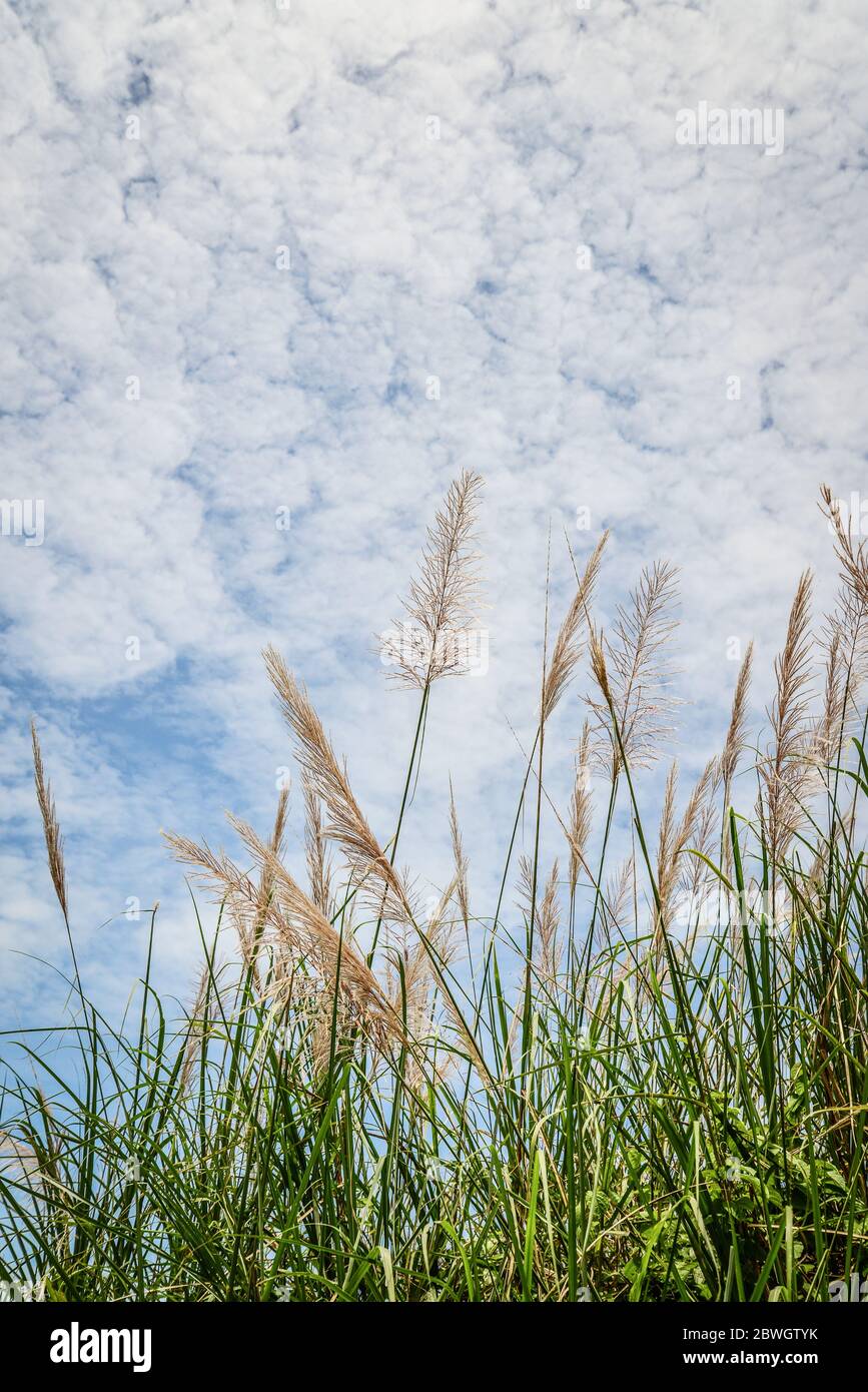 Grass on spring  meadow and sky with clouds at sunny day closeup Stock Photo