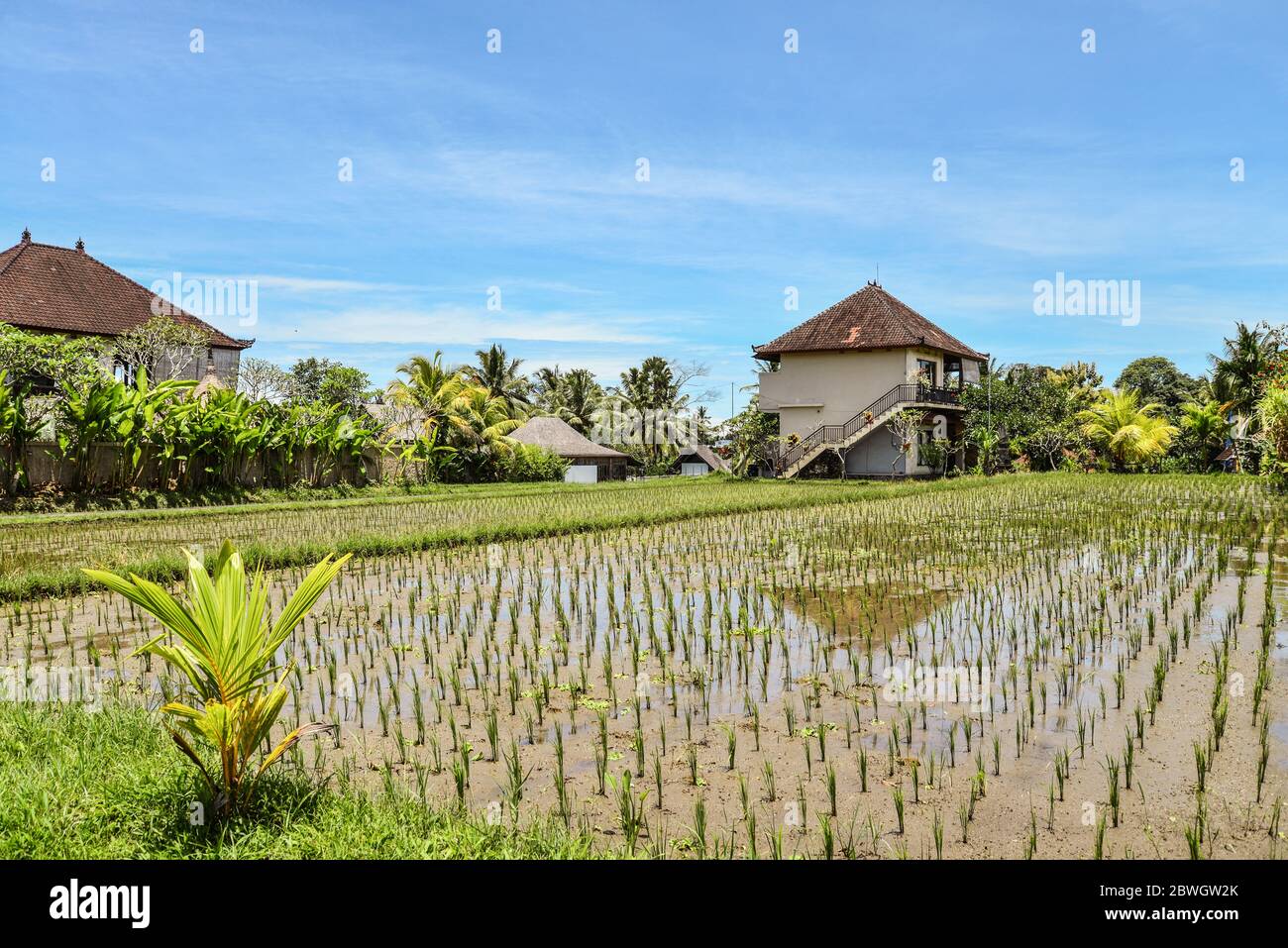 Rice fields in Ubud on Bali island at sunny day Stock Photo - Alamy
