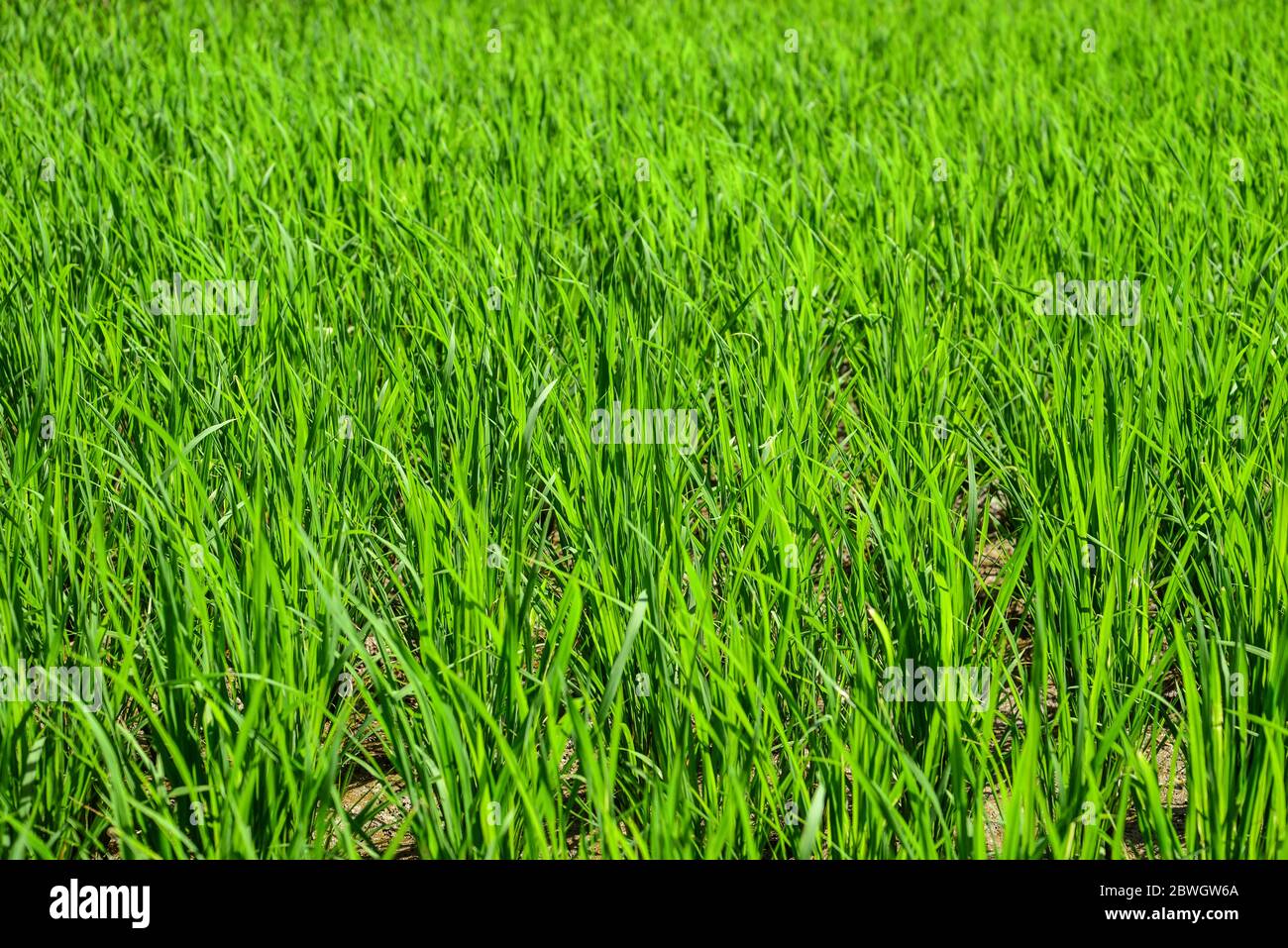 Green grass texture for background. Green lawn pattern and texture background. Stock Photo