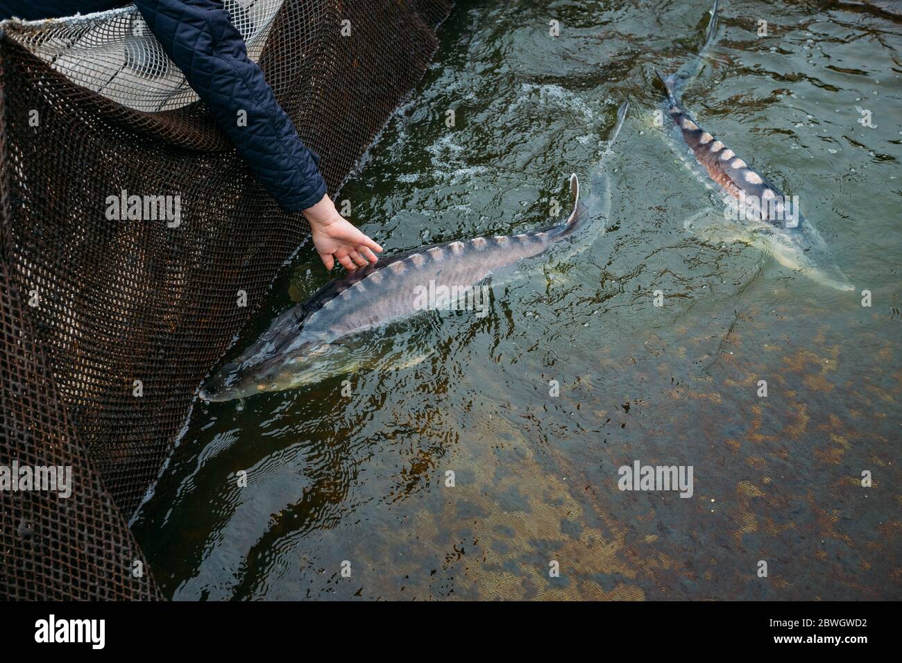 Live sturgeons in the cage in fish breeding farm Stock Photo Alamy