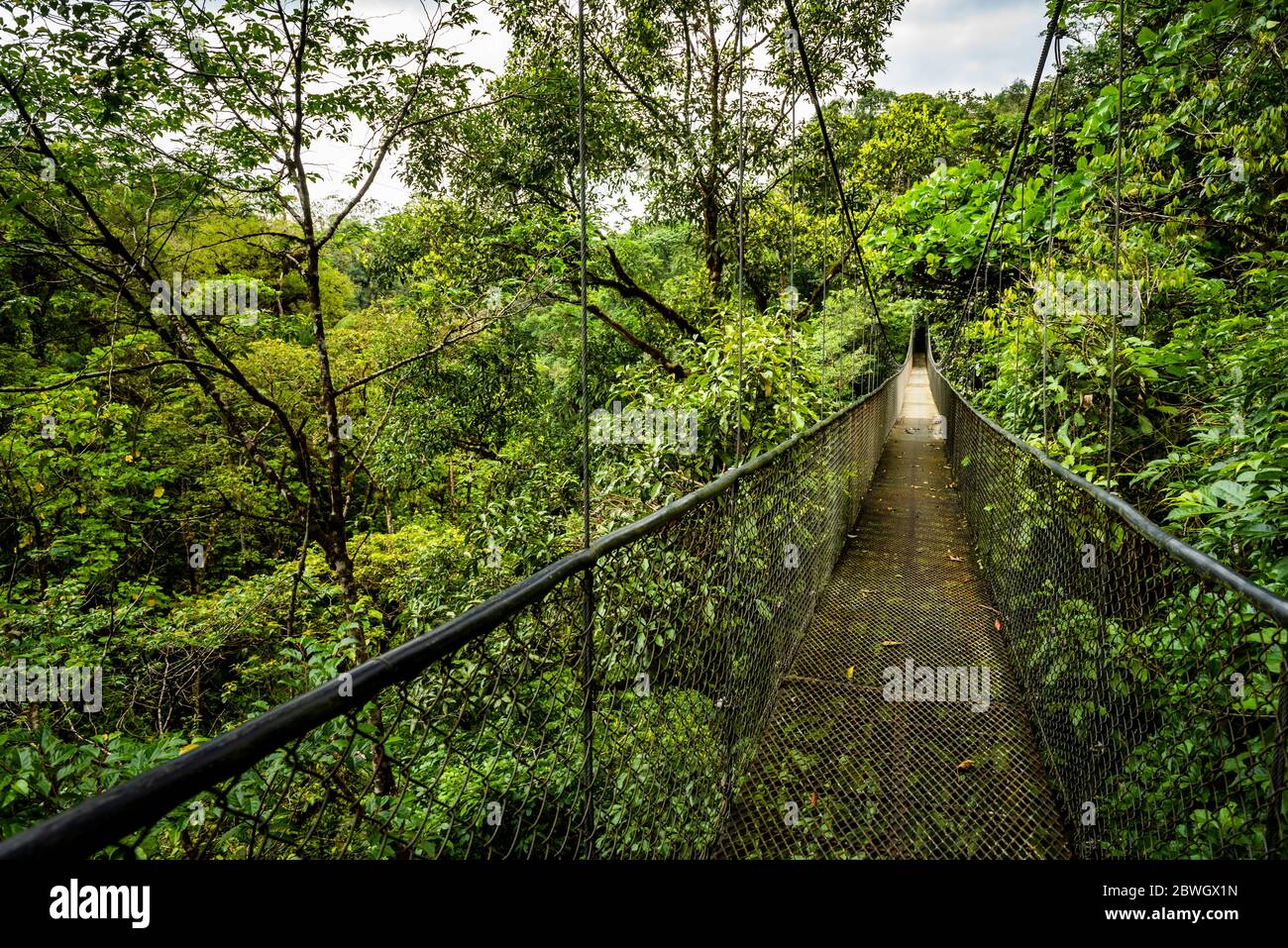 Hanging bridges in cloud forest at San Luis, Alajuela Province, Costa Rica Stock Photo