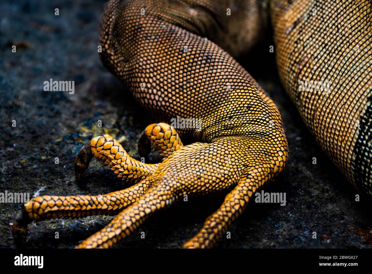 Green iguana (Iguana iguana) near La Fortuna, Arenal, Alajuela Province, Costa Rica Stock Photo