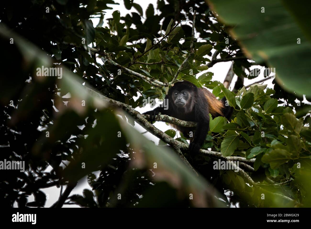 Mantled Howler Monkey (Alouatta palliata), La Fortuna, Arenal, Alajuela Province, Costa Rica Stock Photo