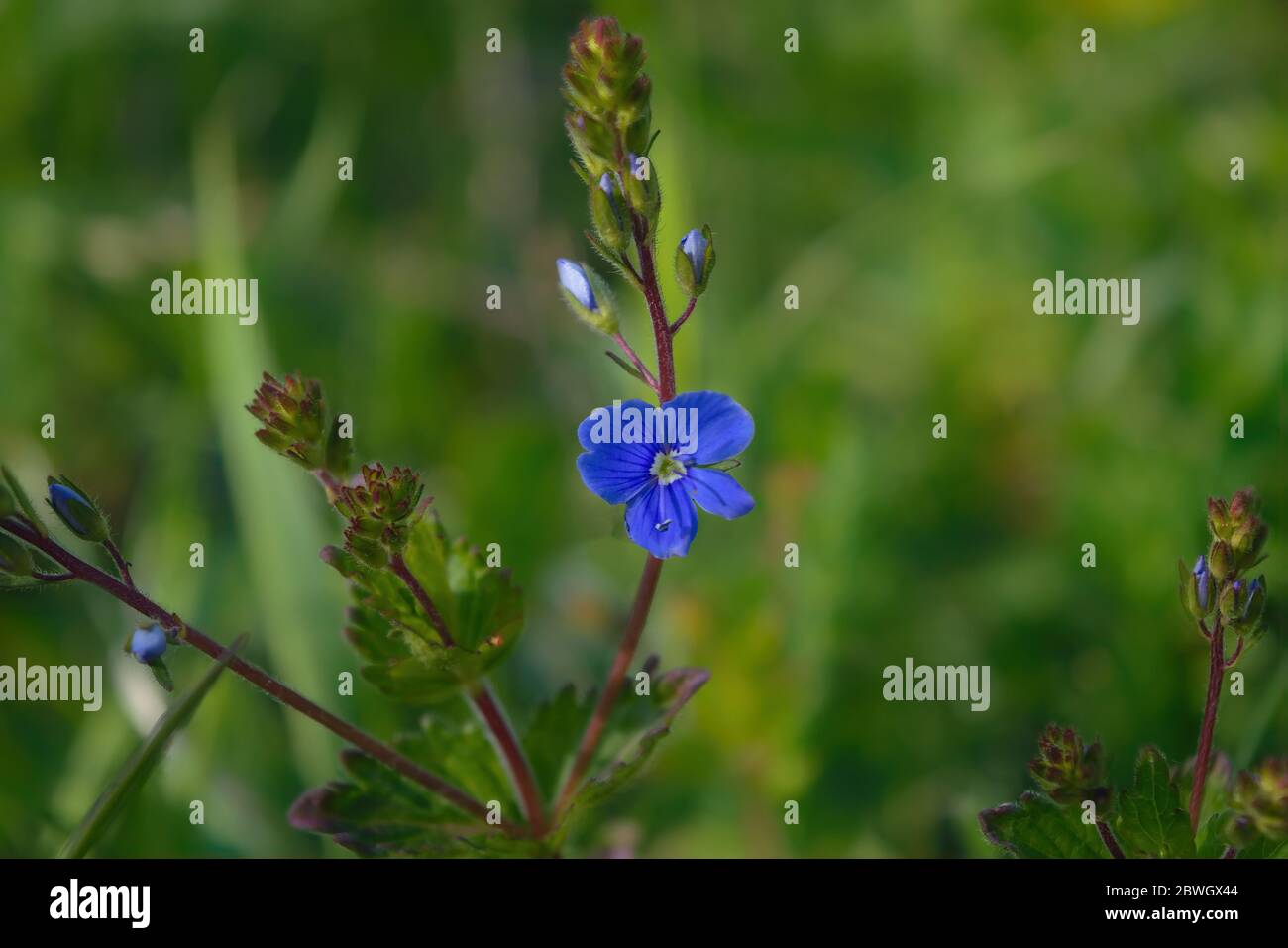 Closeup veronica chamaedrys called germander speedwell on spring meadow. Stock Photo