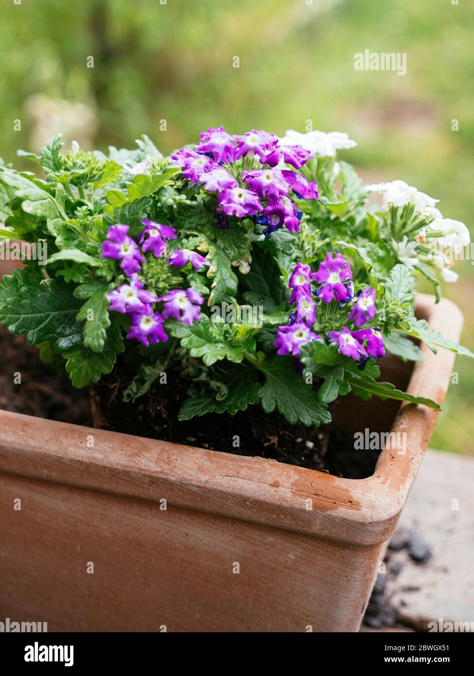 Trailing verbena flowers planted in a terracotta container. Stock Photo