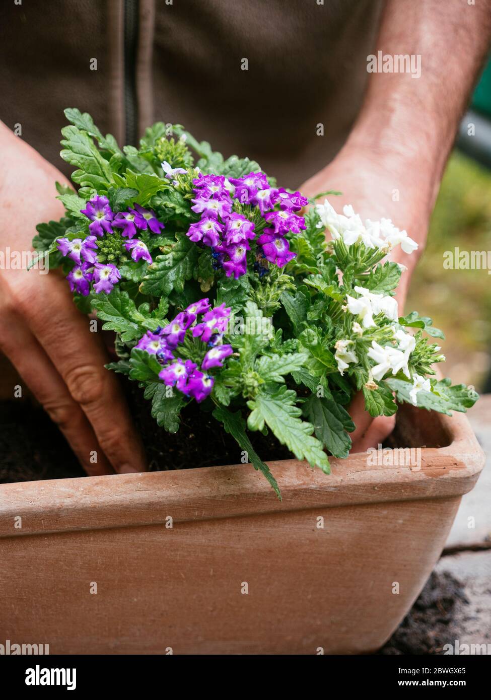 Gardener planting trailing verbena flowers in a terracotta container. Stock Photo