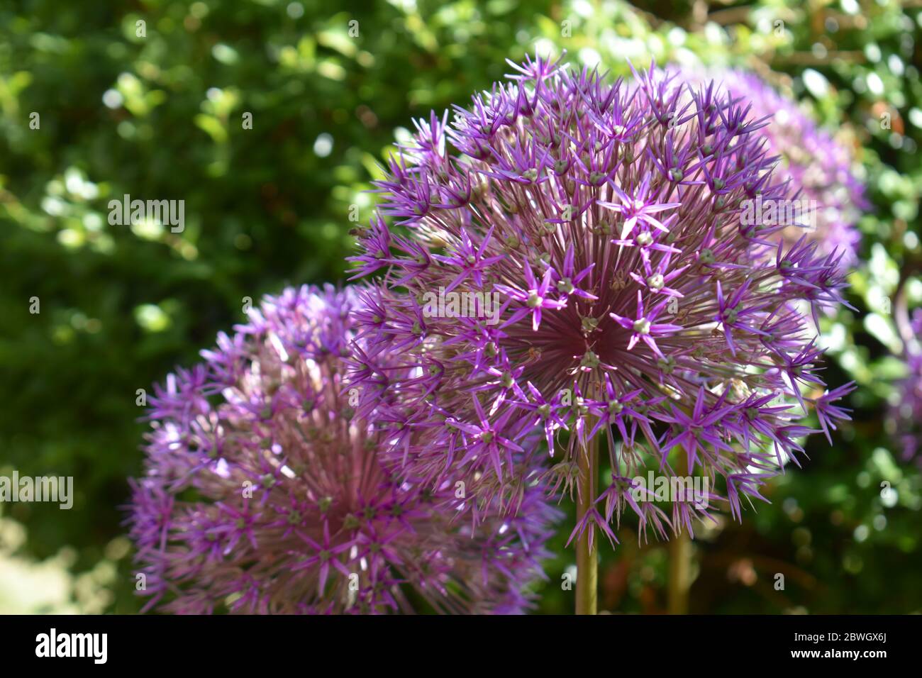 Giant onion hi-res stock photography and images - Alamy