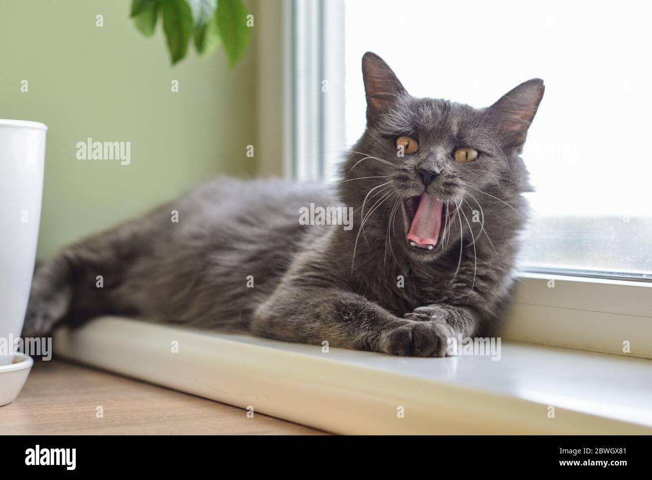 Gray cat Nebelung cat is lying on the windowsill and yawns at home. Nebelunga rare breed