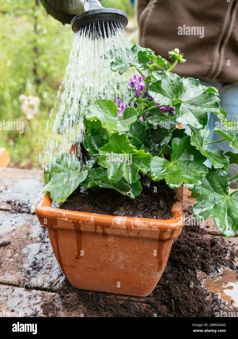 Gardener watering a terracotta container with cascading geranium and  trailing verbena flowers. Stock Photo