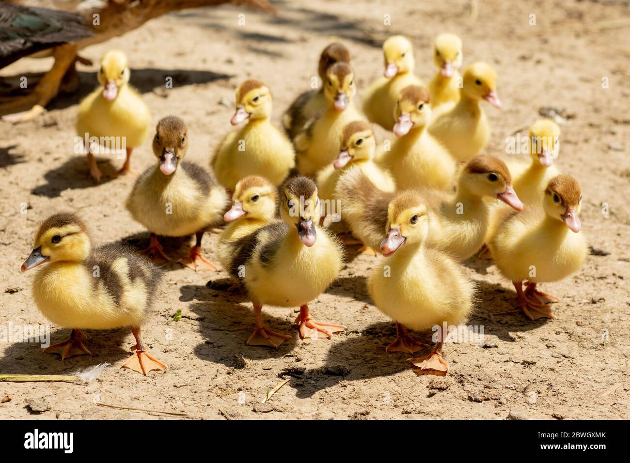 Mother Duck With Her Ducklings There Are Many Ducklings Following The Mother Stock Photo Alamy