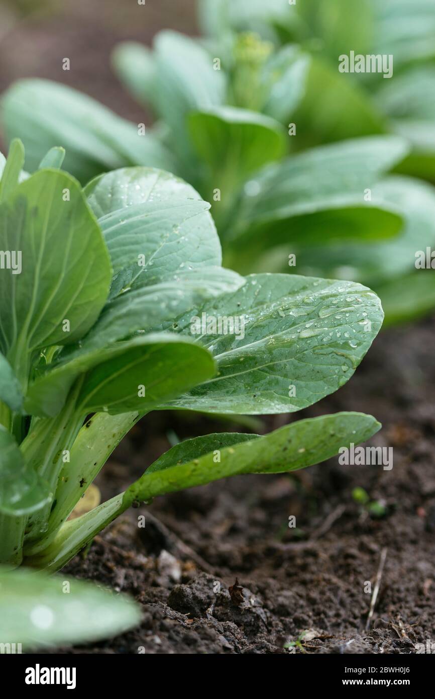 Bok choy plant in a vegetable garden. Stock Photo