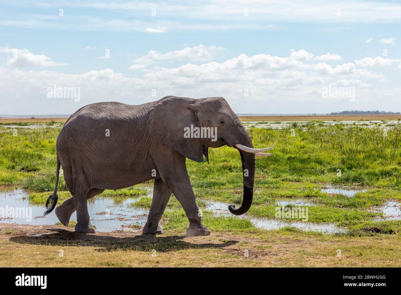 Beautiful African elephant facing side, walking in marhlands of Amboseli, Kenya Africa Stock Photo
