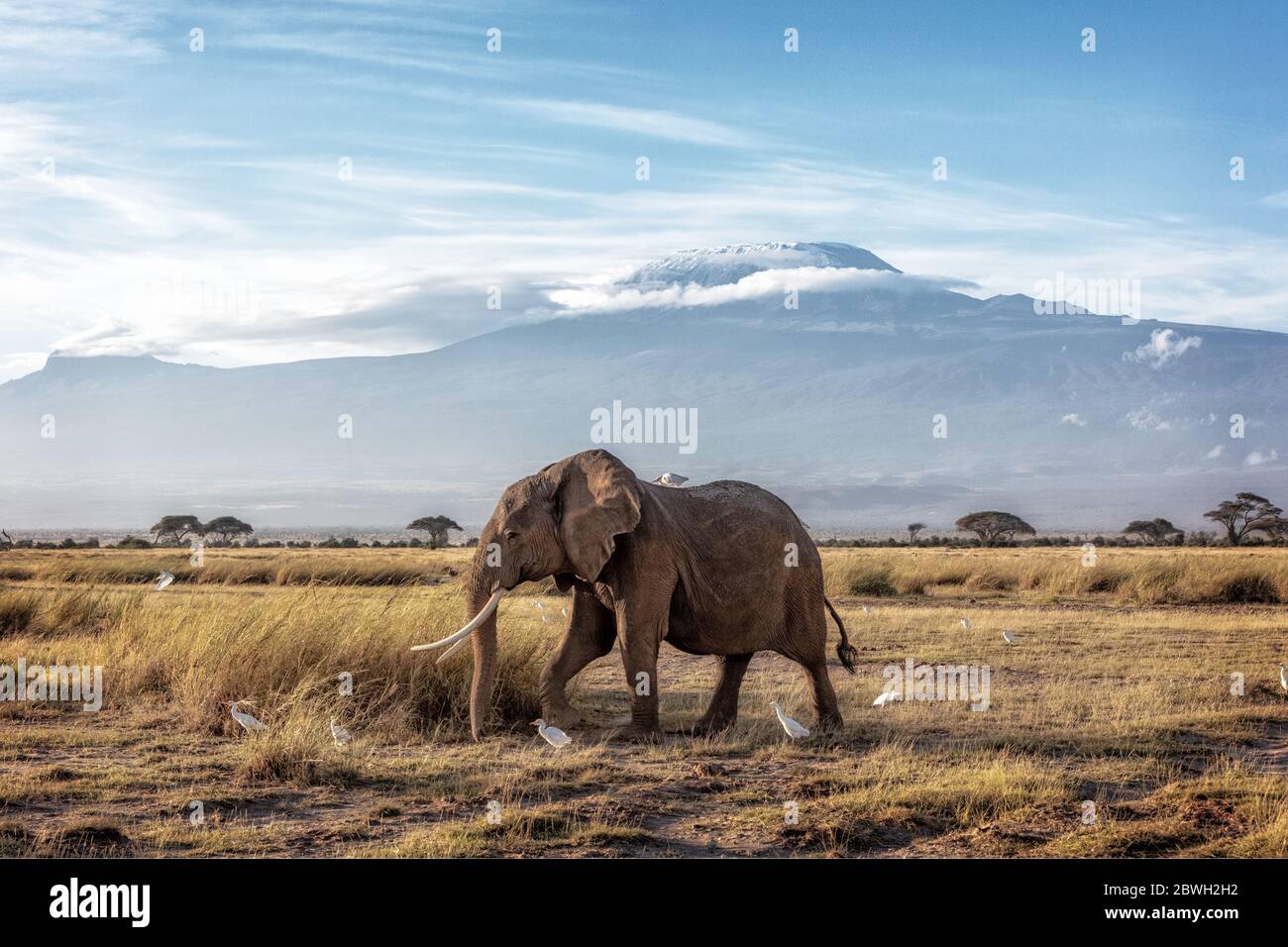 African elephant walking in front of Mount Kilimanjaro in Amboseli, Kenya Africa Stock Photo