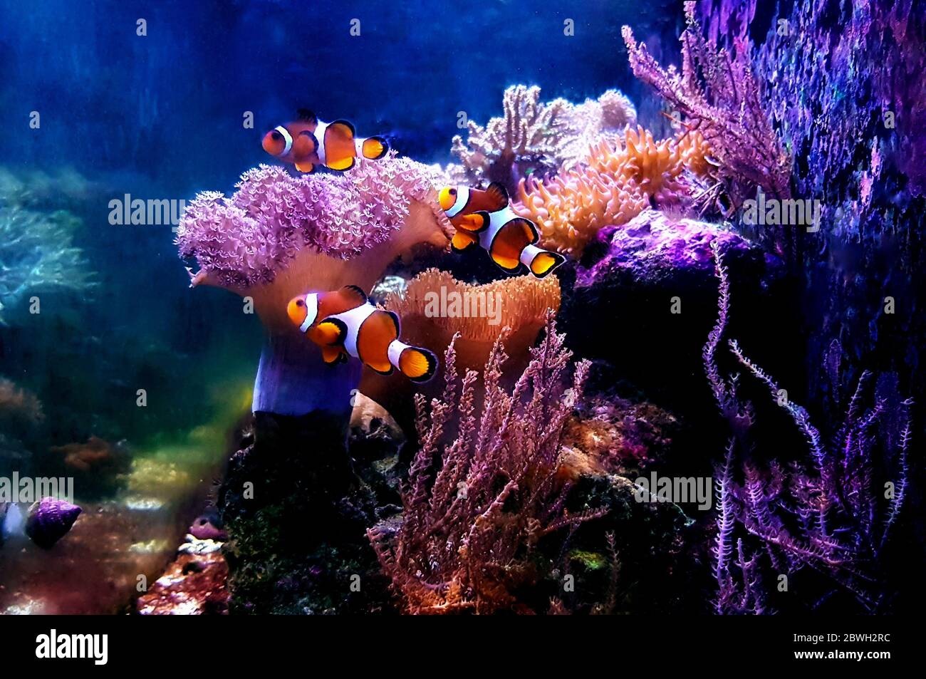 Group of marine animals isolated on black background (Fishes, Corals, Invertebrates) Stock Photo
