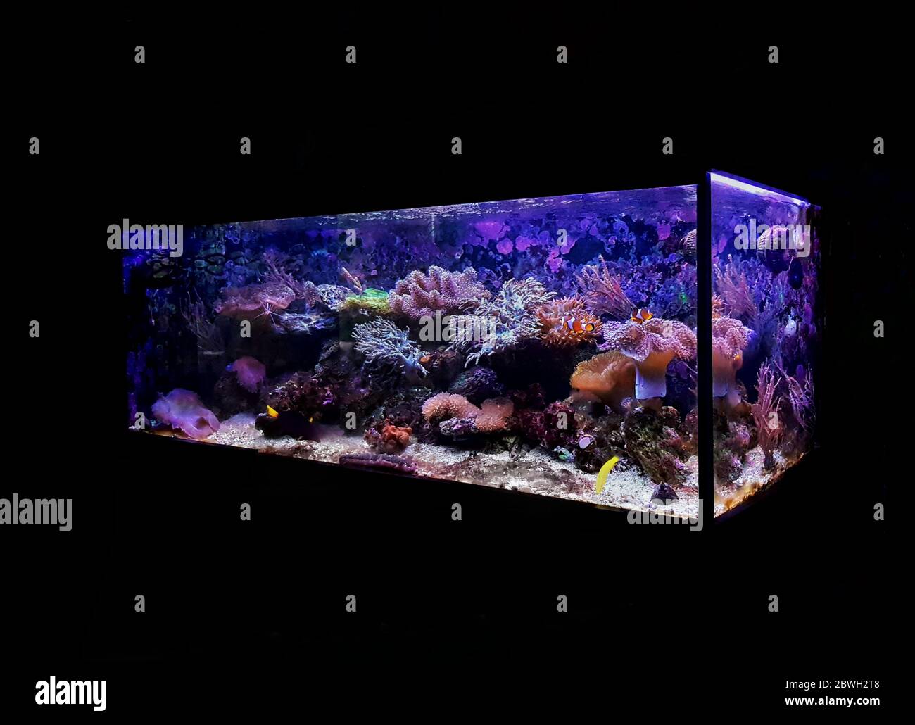 Marine dream coral reef aquarium fish tank Stock Photo Alamy