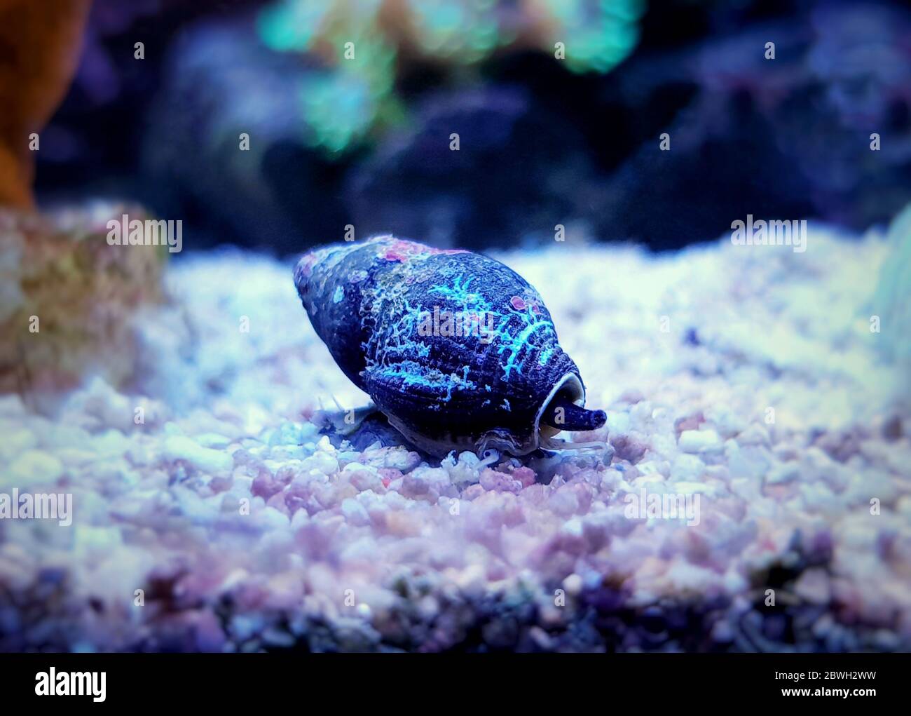 Mud snails hires stock photography and images Alamy