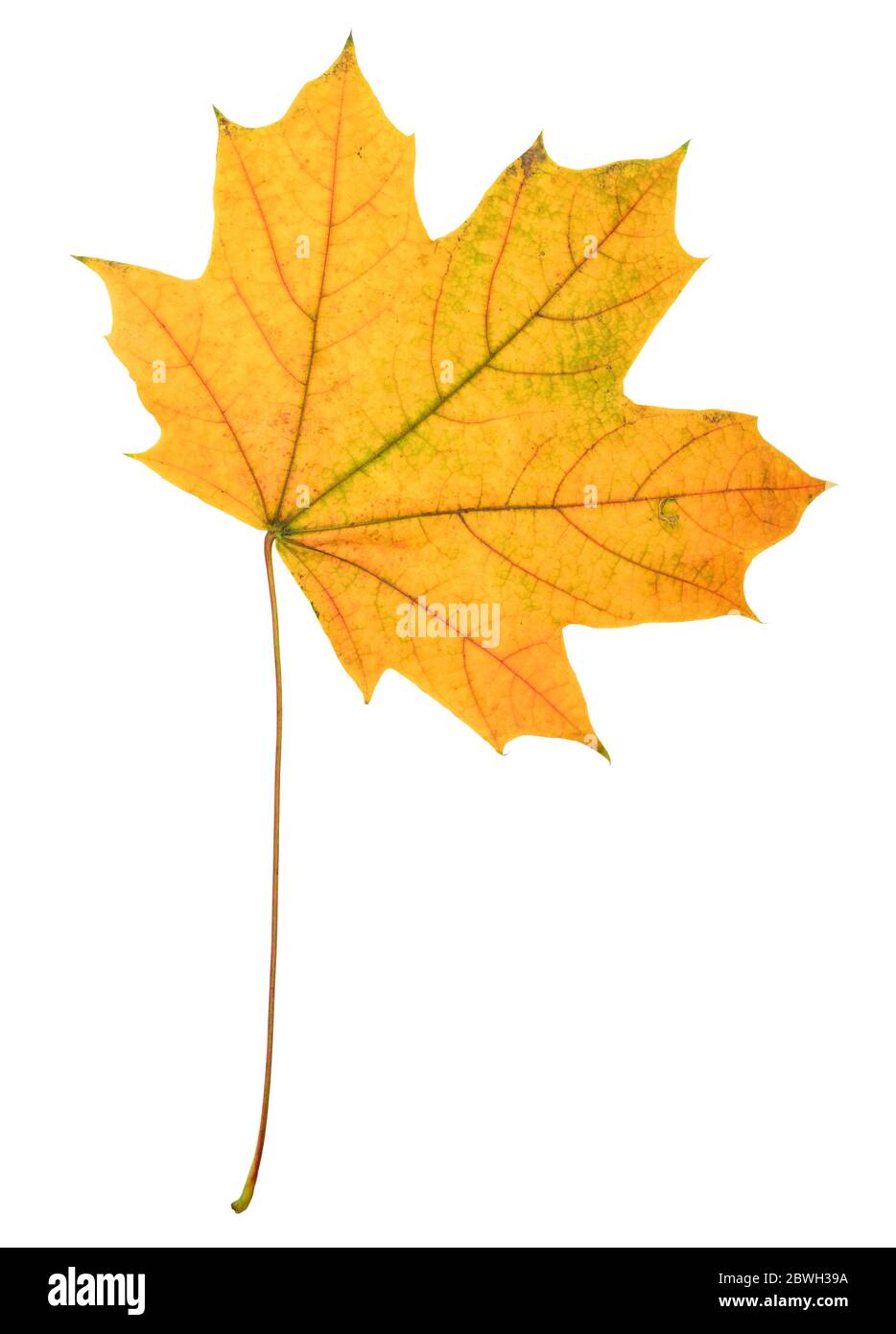 Beautiful colorful autumn leaf isolated on white, clipping path ...