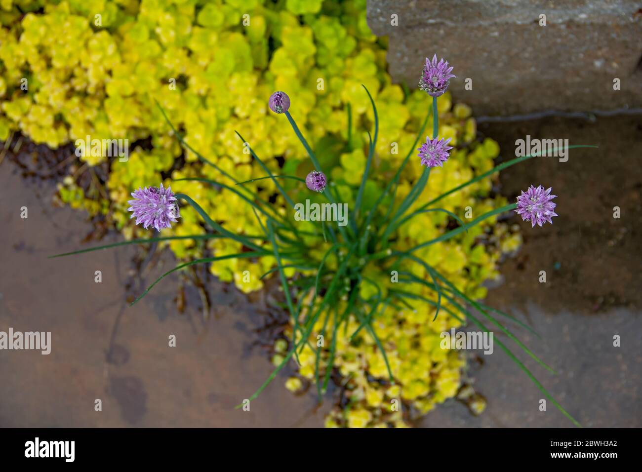 Blooming chives plant and Creeping jenny (Lysimachia nummularia) as a background after the rain Stock Photo