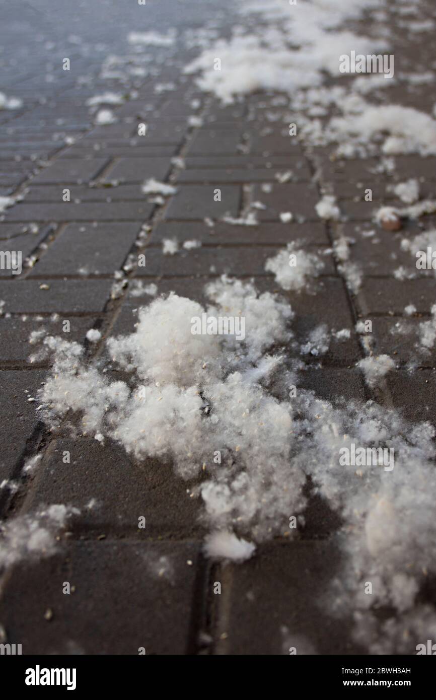Poplar fluff laying on street pavement in a big city. Poplar fluff is not to blame for allergies, Summer starts with a poplar fluff. Stock Photo