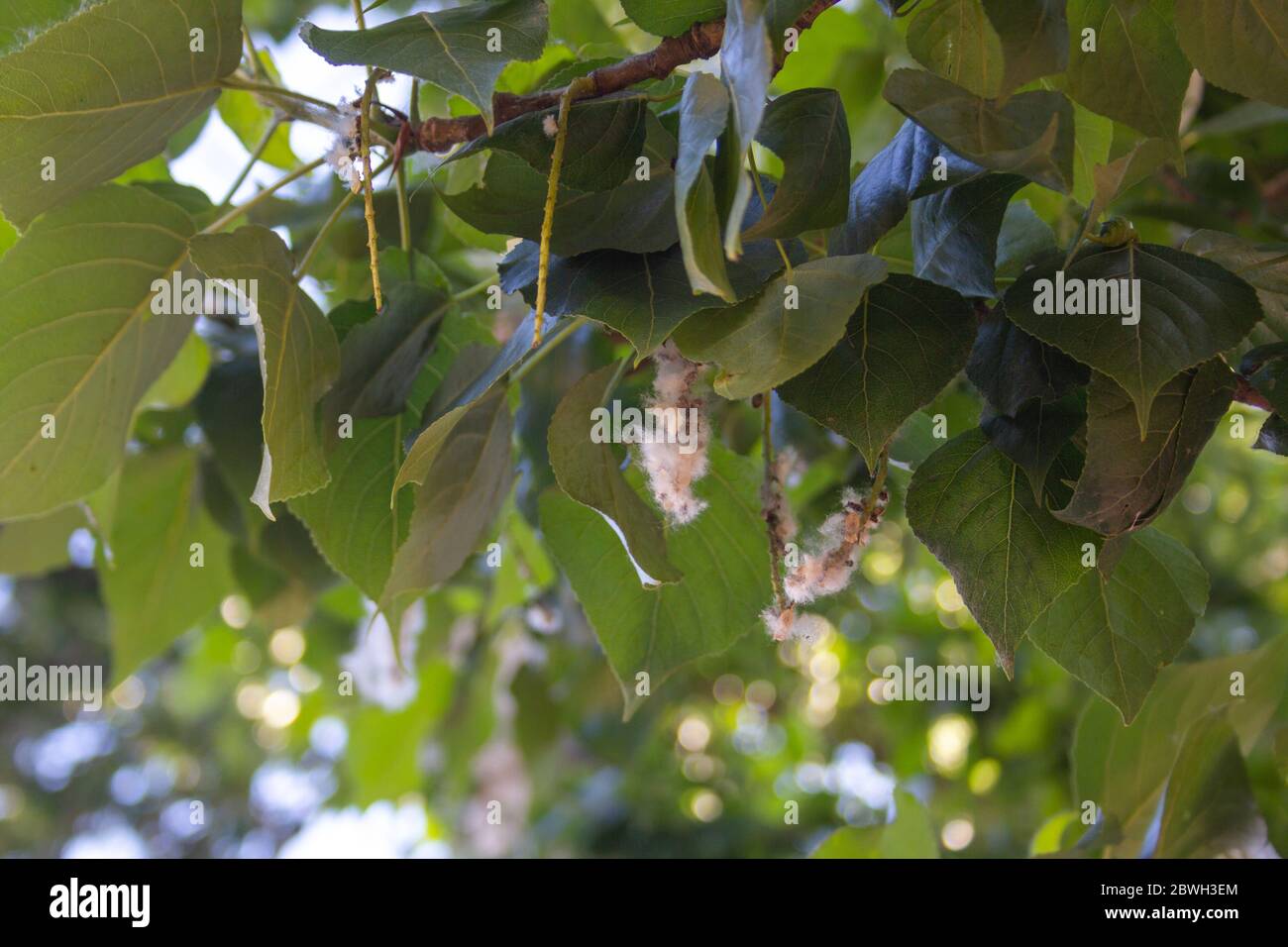 Poplar fluff. Poplar fluff is not to blame for allergies, Summer starts with a poplar fluff. Stock Photo