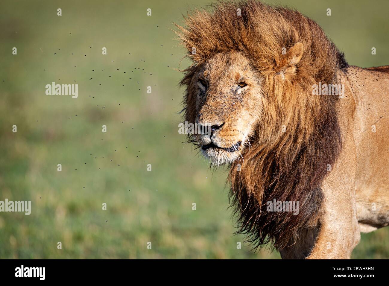 Beautiful male lion hi-res stock photography and images - Alamy