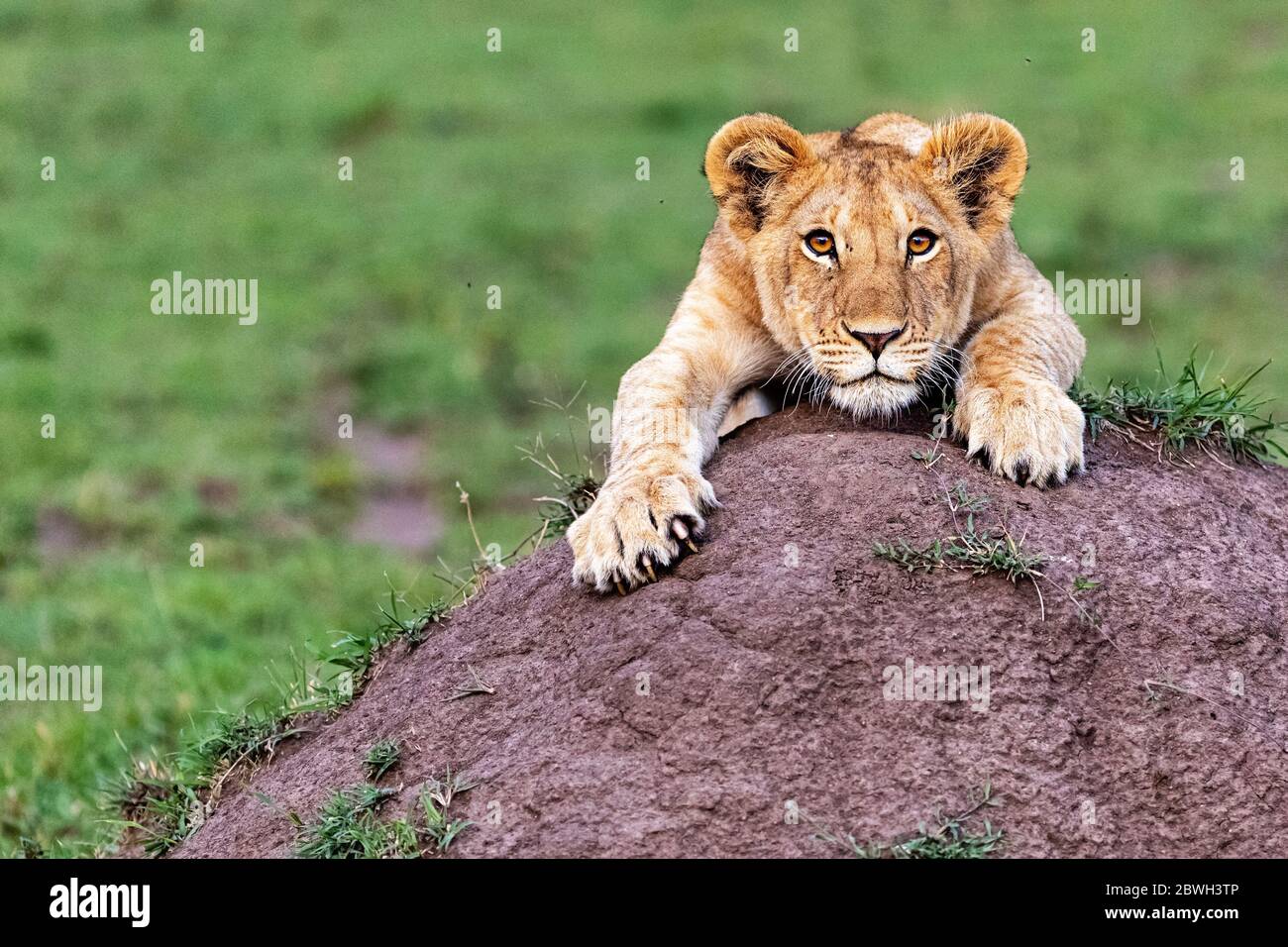 Closeup of cute one year old lion cub hanging on to a termite mound with room for text Stock Photo
