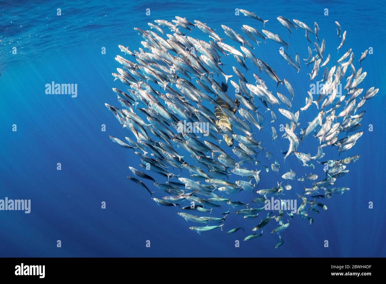 Pacific sardine fish hires stock photography and images Alamy