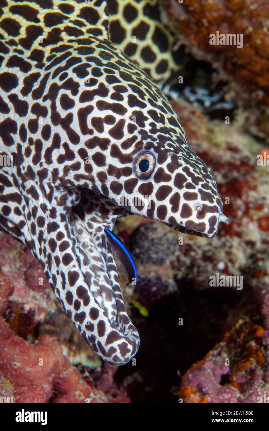 laced moray, leopard moray, tessellate moray, or honeycomb moray, Gymnothorax favagineus, being cleaned by a cleaner wrasse, Labroides sp., Maldives, Stock Photo