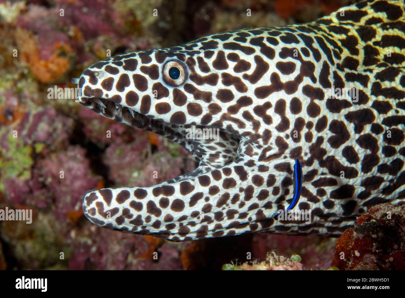 laced moray, leopard moray, tessellate moray, or honeycomb moray, Gymnothorax favagineus, being cleaned by a cleaner wrasse, Labroides sp., Maldives, Stock Photo