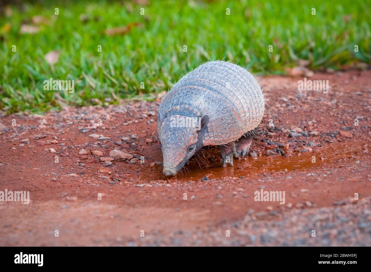 six-banded armadillo, Euphractus sexcinctus, also known as yellow armadillo, drinking water from a paddle, Bonito, Mato Grosso do Sul, Brazil, South A Stock Photo